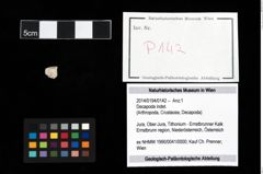 Foto (Objekt + Etikett) von Decapoda indet.  (NHMW-GEO-2014-0194-0142)